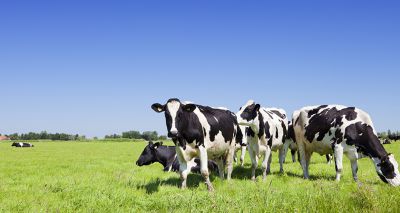 APHA appoints Eville & Jones to run bovine TB vaccine field trials